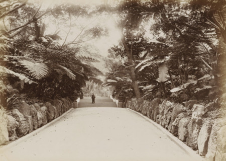 Boy on a path in the botanical garden of Hong Kong, album page, photograph, Part of Album with 50