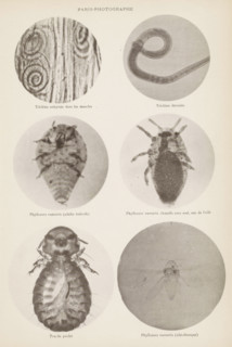 Overview of microscopic enlargements, page, photomechanical print, Top two hairworms, middle two