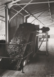 Conveyor belt, photograph, Wet leaf conveyor belt at the Pasir Randoe tea factory on Java. Part of