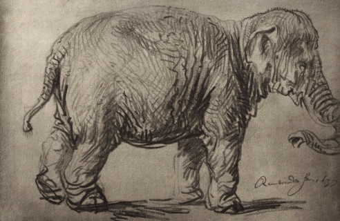 Photo reproduction of a drawing by Rembrandt (elephant), photograph, publisher: Adolphe Braun & Cie