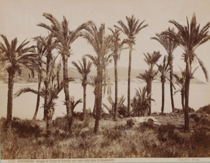 Palm trees near Bordighera and view of the Bay of Ospedaletti, Italy, Gruppo di Palme di Scheffel