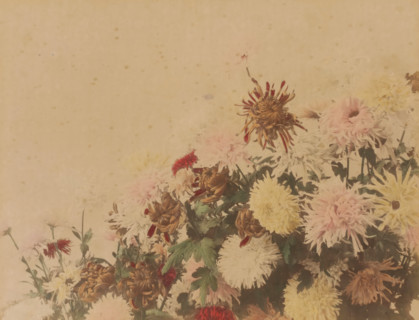 Blooming chrysanthemums, Tokyo, Japan?, album page, photograph, Colored albumen print with blooming