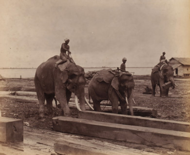 Working elephants in timber yards, Yangon, Myanmar, album cover, photograph, Three working