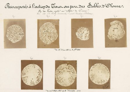 Bois exposés à l'action du Taret au port des Sables-d'Olonne, Seven pieces of wood affected by
