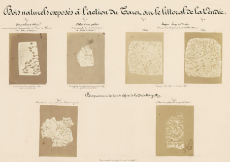Six pieces of wood affected by worms, taken from the coastline in Vendée, France, Bois naturels