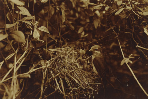 Female bird on her nest with young, Grey Warbler at her nest with young, photograph, annotation: