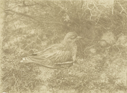 Grill on its nest in Jachtduin in Bloemendaal, Curlew on nest, Jachtduin in Bloemdaal May 17, 1906,