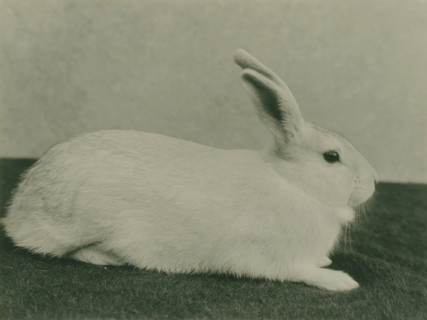 Animal study of a rabbit, photograph, photographer: attributed to Richard Tepe, Netherlands, c.