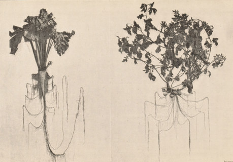 Sugar beet plant and potato plant with roots, Betterave sucrière. Pomme de terre, page,
