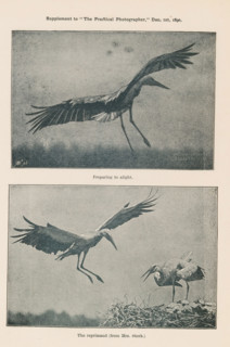 The Reprimand (from Mrs. Stork.), Preparing to Alight, Two stages of a stork's flight, page,