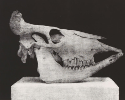 TÊTE DE BOEUF. (PROFIL) 2, 5 nature, Skull of a bovine, in profile, page, photomechanical print,