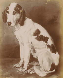 Photo reproduction of a painting of a sitting dog by Joseph Stevens, La vieille Lice, photograph,
