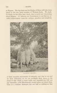 Adansonia gigantea, page, photomechanical print, cliché maker: Lemercier & Cie., Paris, c. 1883 -