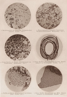 Six microscope images of bacteria and bacilli, page, photomechanical print, number: 'Tafel I.',