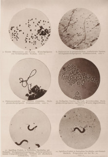 Six microscope images of bacteria and eubacteria, page, photomechanical print, number: 'Tafel II.',