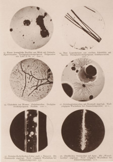 Six microscope images of bacteria, eubacteria and bacilli, page, photomechanical print,