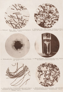 Six microscope images of the anthrax bacterium, page, photomechanical print, number: 'Tafel IV.',