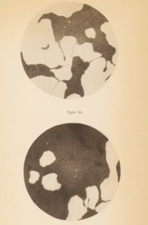 Two microscope images of spoilage bacteria, page, photomechanical print, number: 'Table XII. Figur