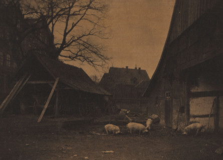 Farm yard, with pigs, Netherlands, photograph, photographer: attributed to Alb. Kapteijn, The