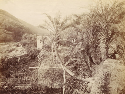 Landscape with palm trees and hills, photograph, Part of a French artist's album., c. 1880 - c.