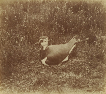 Bird on heath, photograph, mark: 'T&M = Trapp & Münch', photographer: Richard Tepe, Netherlands, c.