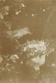 Bird at nest with chicks in tree, photograph, photographer: Richard Tepe, Netherlands, c. 1900 - c.
