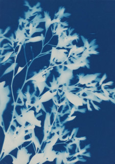 Plant (Blossoms from Bush, Savannah, Ga.), photograph, photographer: attributed to Bertha E.