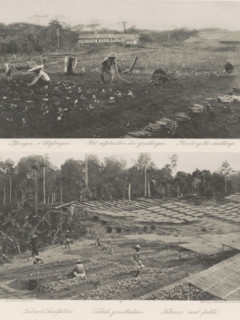 Planting seedlings (above) and tobacco seed beds (below) on Sumatra, The planting of the seedlings