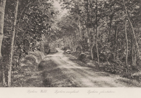 Path through plantations on Sumatra, Djohore plantations, photomechanical print, Part of Album with