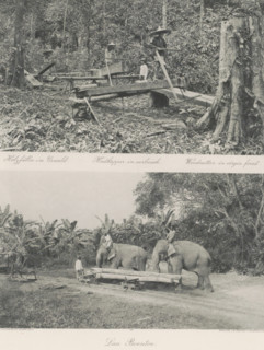 Lumberjack in primeval forest (above), Lau Boentoe (below), Sawyers in a forest (above) and timber