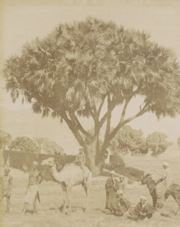 Men, children and pack animals in front of a Doum palm in Egypt, L'arbre Doum à la Aute Egypt,