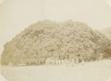 Europeans posing at Wonderboom in South Africa, Wonderboom, photograph, Part of Album with 191