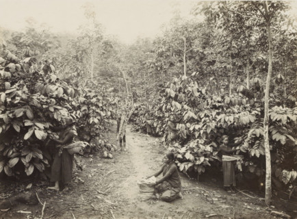 Women at work on a plantation in the Dutch East Indies, photograph, Part of Travel Album with Forty