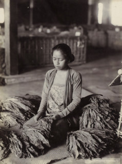 Woman sorting tobacco leaves in the Dutch East Indies, photograph, Part of Travel Album with Forty