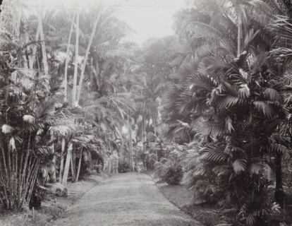 Avenue in the National Botanical Garden in Buitenzorg, Botanical Garden, Buitenzorg., album page,
