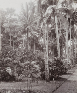 Palms in the National Botanical Garden in Buitenzorg, Botanical Garden, Buitenzorg., album page,