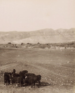 View of Jericho from the plain, the Jordan Hotel on the left, children with a flock in the