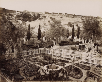 Jardin de Gethsemane, vue générale. - The garden of Gethsemane, general view., View of the Garden