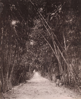 Bamboo avenue in the Jardin d'Essai du Hamma in Algiers, Allée des Bambous au Jardin d'Essai,