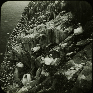 Colony of breeding seabirds on a rocky coast, stereoscopic photograph, number: '6', 1856 - 1890,