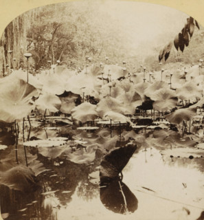 The Lotus of the Nile, Egypt, Los Lotos del Nilo, Égipto, Blooming lotuses in the water of the