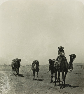 Caravan in the desert near Cairo, Cairo. Karawane in der Wüste, stereograph, number: '92', Cairo