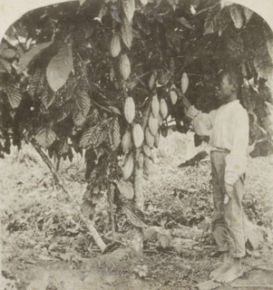 Picking Cocoa, Jamaica, Picker and cocoa tree in Jamaica, photomechanical print, stereograph,