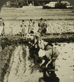 Field workers planting rice, Anpflanzung von Reis, Japan, stereograph, retailer's mark: 'MERKELBACH