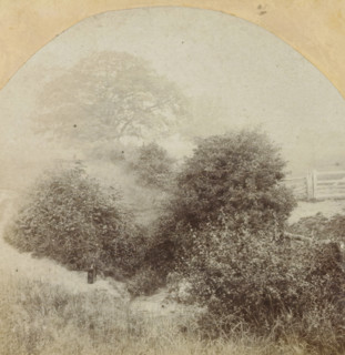 In Prestbury Park near Cheltenham, Prestbury Park near Cheltenham, England, stereograph,
