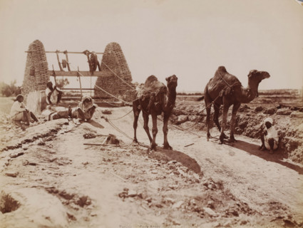 Dromedaries hauling water from a well in Tunisia, Tunisie, puits Arabe, photograph, number: '520',