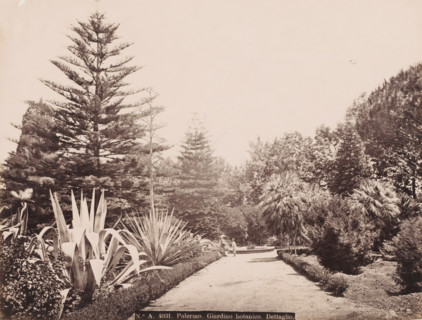 Path through the botanical garden of Palermo with a flowering agave on the left, Italy, Giardino