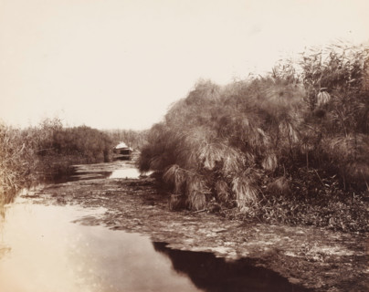 Il Fiume Anapo e il papiro (Siracusa), Rowing boat on the river Anapo near Syracuse, Italy,
