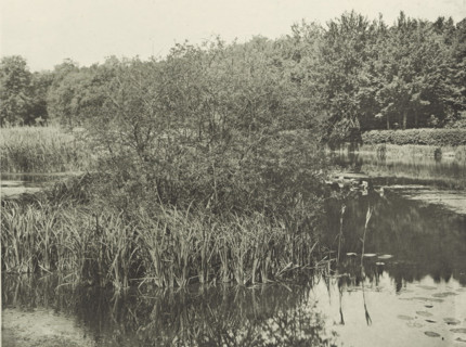 Plants at Lake Commelles, Étang de Commelles, photomechanical print, photographer: José Dubouloz,