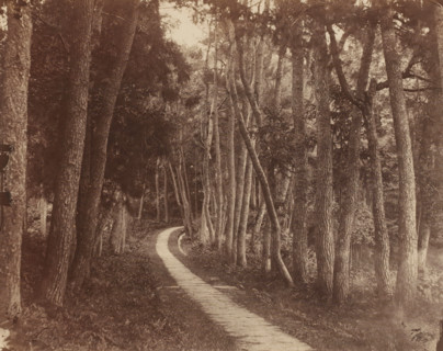View of a forest path in China, photograph, annotation: 'China 1860s, A22', China, 1860 - 1870,
